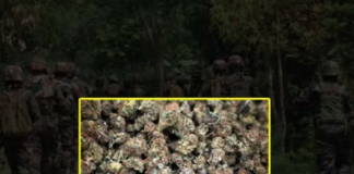 In a major crackdown on narcotics trafficking, Assam Rifles, in coordination with Customs officials, seized 340 kg of cannabis worth approximately ₹1.74 crore in Tripura’s Khowai district. The vehicle used to transport the contraband was also seized. The recovered narcotics and vehicle were handed over to Customs authorities for further investigation and legal proceedings.